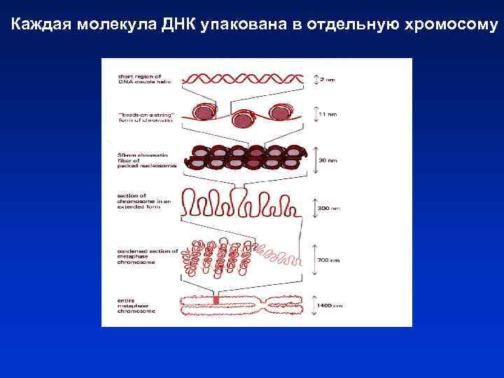 Каждая молекула ДНК упакована в отдельную хромосому 