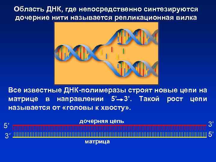 Область ДНК, где непосредственно синтезируются дочерние нити называется репликационная вилка Все известные ДНК-полимеразы строят