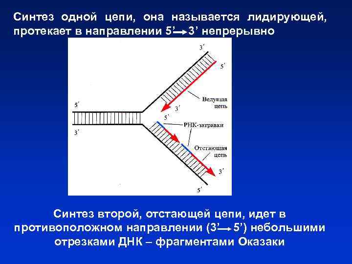 Синтез одной цепи, она называется лидирующей, протекает в направлении 5’ 3’ непрерывно Синтез второй,