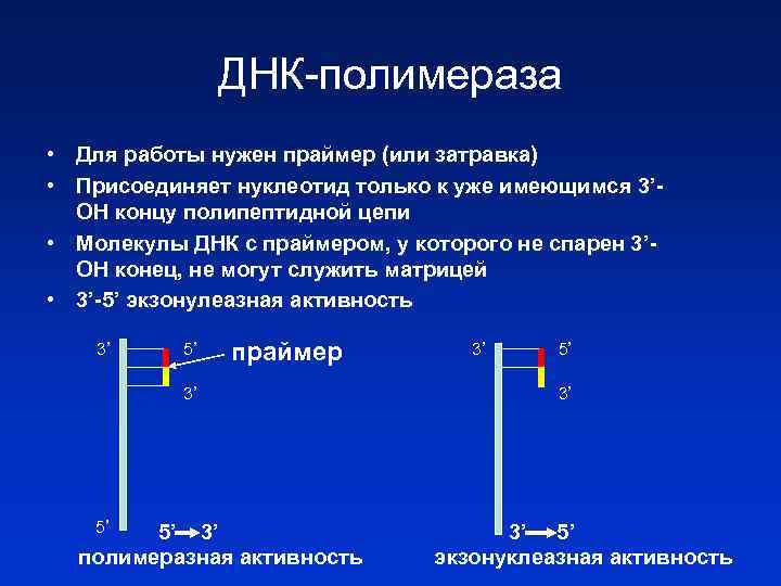 ДНК-полимераза • Для работы нужен праймер (или затравка) • Присоединяет нуклеотид только к уже