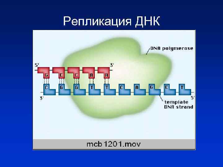 Репликация ДНК 