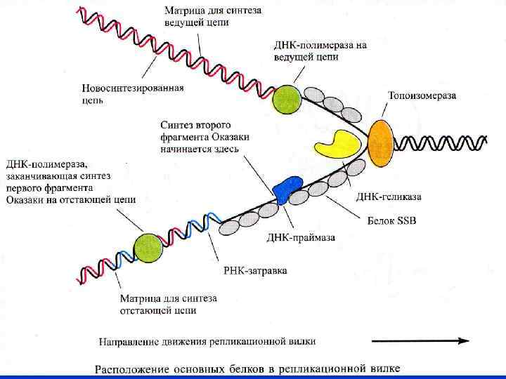 Днк полимераза картинка