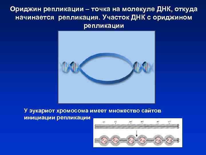 Ориджин репликации – точка на молекуле ДНК, откуда начинается репликация. Участок ДНК с ориджином