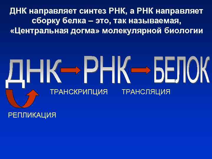 ДНК направляет синтез РНК, а РНК направляет сборку белка – это, так называемая, «Центральная