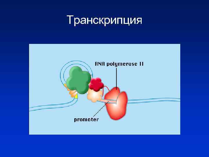 Транскрипция 