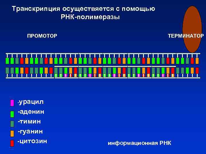 Транскрипция осуществяется с помощью РНК-полимеразы ПРОМОТОР ТЕРМИНАТОР -урацил -аденин -тимин -гуанин -цитозин информационная РНК