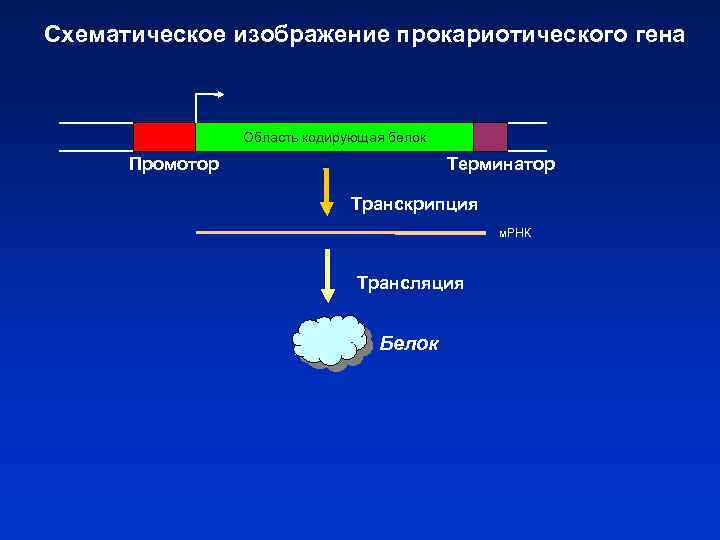 Схематическое изображение прокариотического гена Область кодирующая белок Промотор Терминатор Транскрипция м. РНК Трансляция Белок