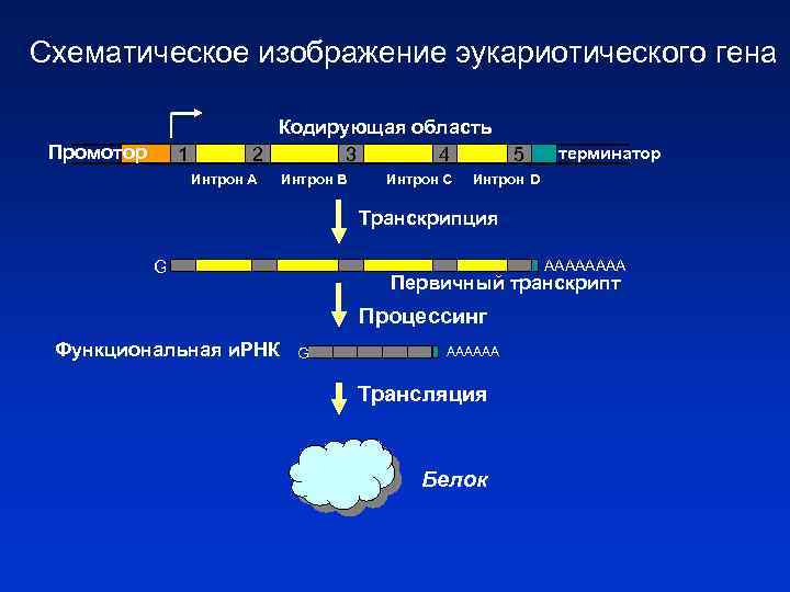 Схематическое изображение эукариотического гена Промотор 1 Кодирующая область 2 3 4 Интрон А Интрон