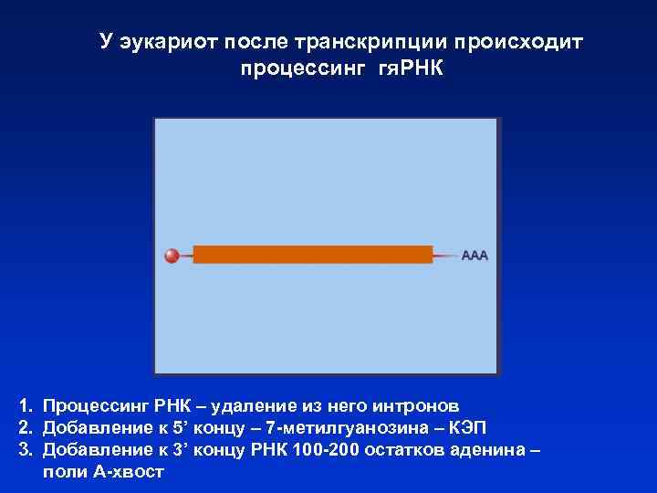 У эукариот после транскрипции происходит процессинг гя. РНК 1. Процессинг РНК – удаление из