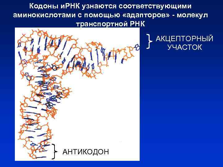 Кодоны и. РНК узнаются соответствующими аминокислотами с помощью «адапторов» - молекул транспортной РНК АКЦЕПТОРНЫЙ