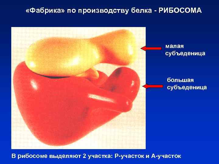  «Фабрика» по производству белка - РИБОСОМА малая субъеденица большая субъеденица В рибосоме выделяют