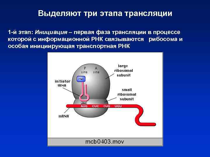 Выделяют три этапа трансляции 1 -й этап: Инициация – первая фаза трансляции в процессе