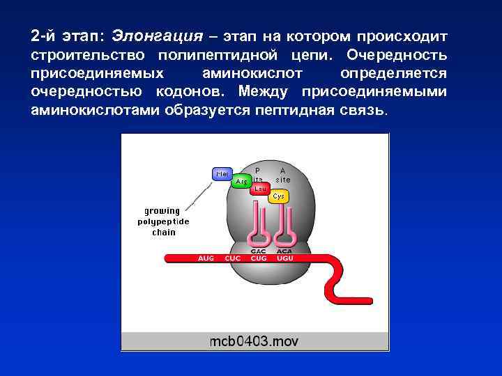 2 -й этап: Элонгация – этап на котором происходит строительство полипептидной цепи. Очередность присоединяемых