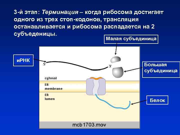 3 -й этап: Терминация – когда рибосома достигает одного из трех стоп-кодонов, трансляция останавливается