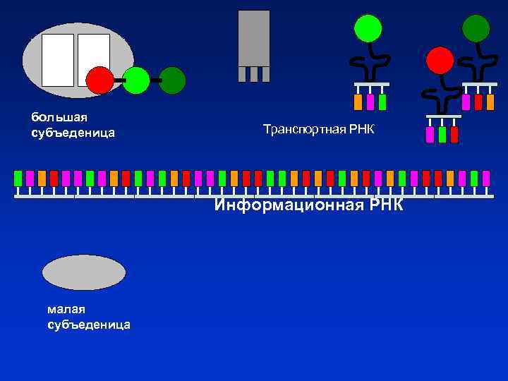 большая субъеденица Транспортная РНК Информационная РНК малая субъеденица 