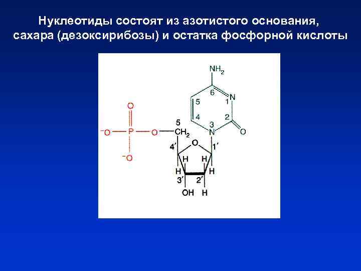 Нуклеотиды состоят из азотистого основания, сахара (дезоксирибозы) и остатка фосфорной кислоты 