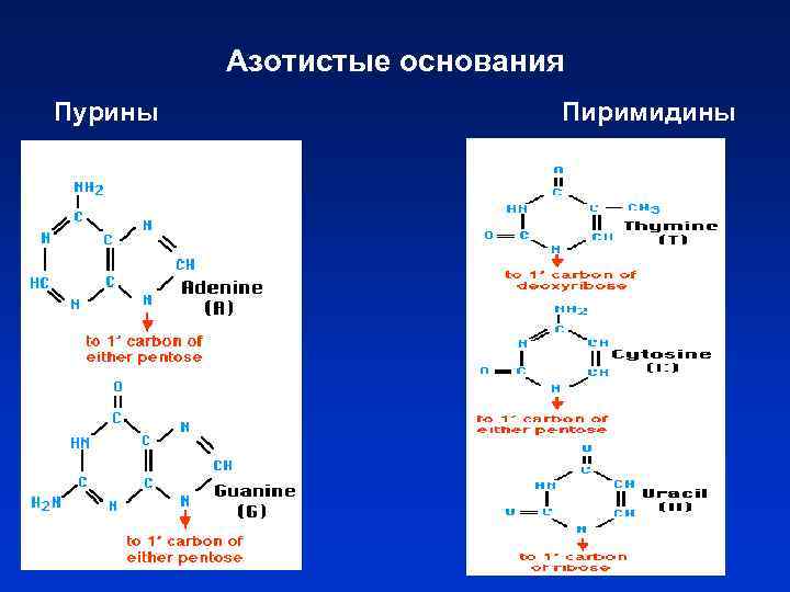 Азотистые основания Пурины Пиримидины 