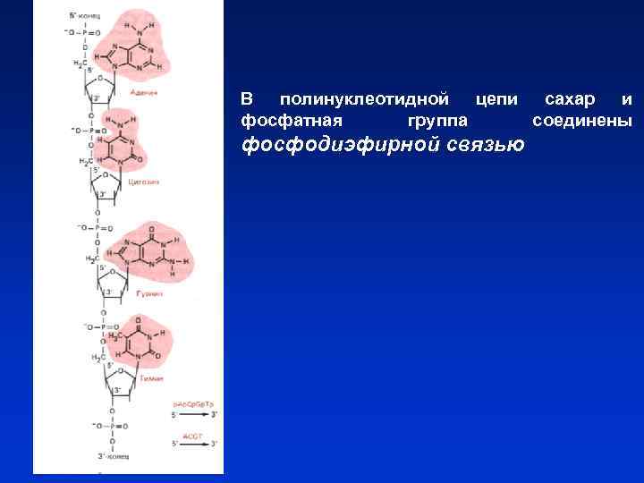 В полинуклеотидной цепи сахар и фосфатная группа соединены фосфодиэфирной связью 