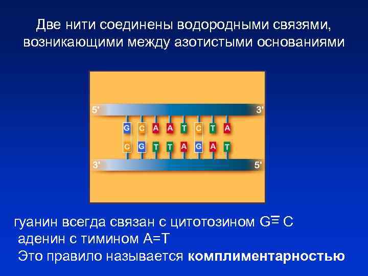 Две нити соединены водородными связями, возникающими между азотистыми основаниями гуанин всегда связан с цитотозином