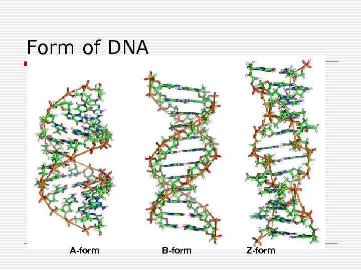 Form of DNA А-form В-form Z-form 