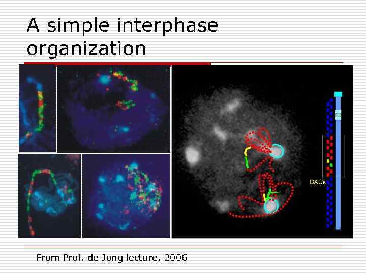 A simple interphase organization From Prof. de Jong lecture, 2006 