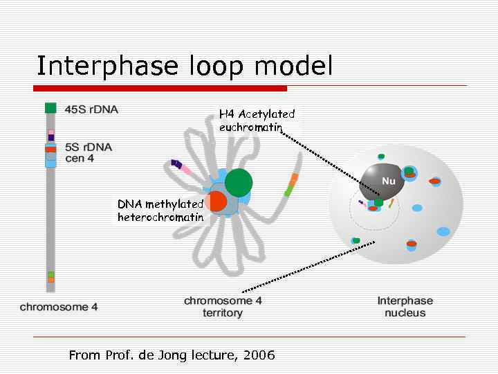 Interphase loop model H 4 Acetylated euchromatin DNA methylated heterochromatin From Prof. de Jong