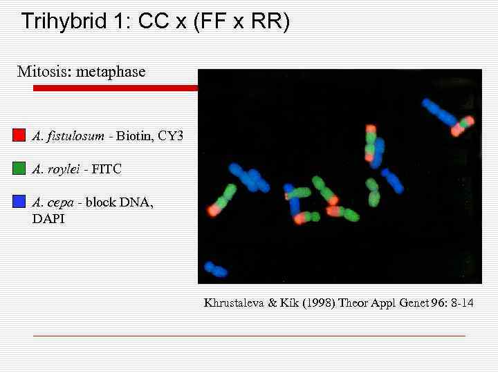 Trihybrid 1: CC x (FF x RR) Mitosis: metaphase A. fistulosum - Biotin, CY