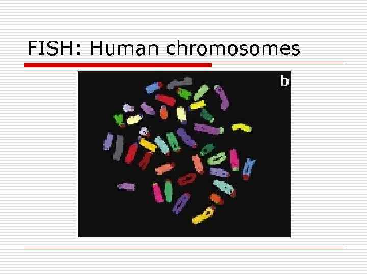 FISH: Human chromosomes 