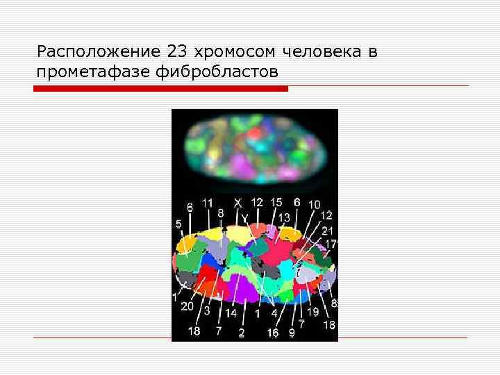 Расположение 23 хромосом человека в прометафазе фибробластов 