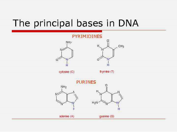 The principal bases in DNA PYRIMIDINES PURINES 