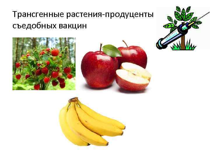 Трансгенные растения-продуценты съедобных вакцин 