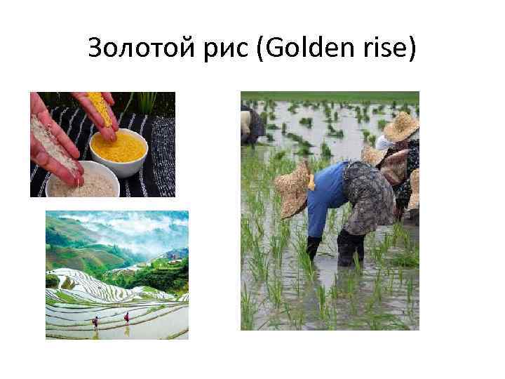 Золотой рис (Golden rise) 