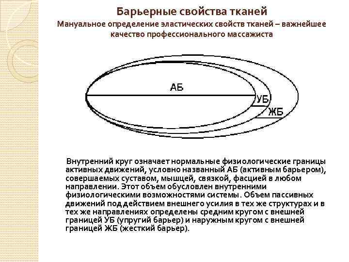 Барьерные свойства тканей Мануальное определение эластических свойств тканей – важнейшее качество профессионального массажиста Внутренний