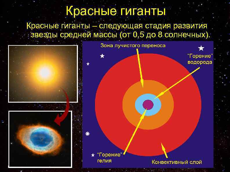 Красные гиганты – следующая стадия развития звезды средней массы (от 0, 5 до 8