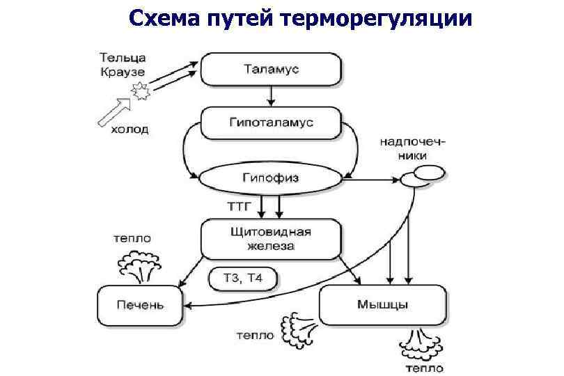 Схема терморегуляции физиология