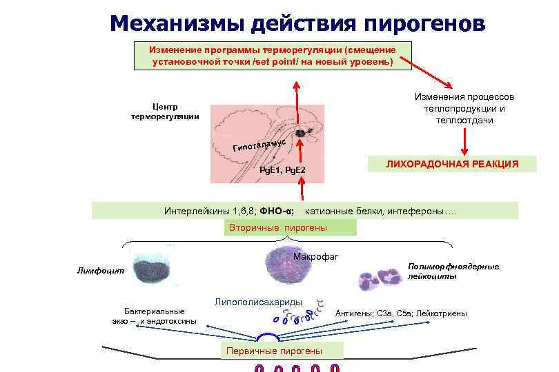 Механизмы пирогенов