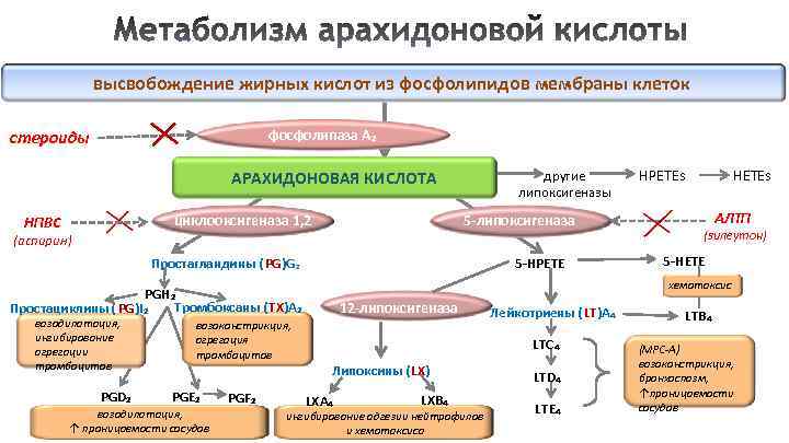 Голодание патофизиология презентация