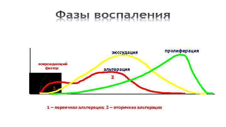 Стадии фазы воспаления. Схема фаз воспаления. Воспаление альтерация экссудация пролиферация. Фазы воспаления рисунок. Стадии процесса воспаления.