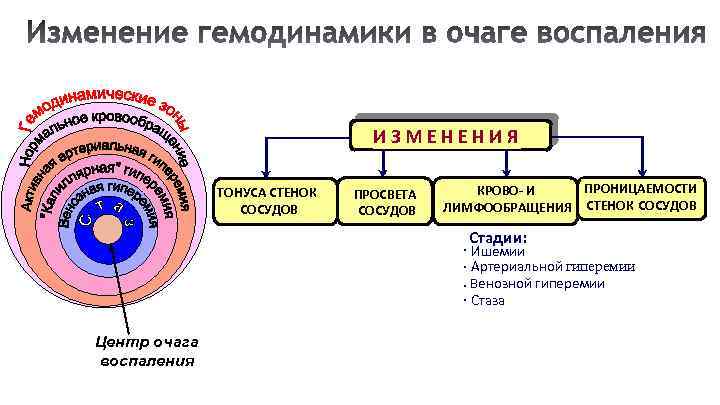 Механизмы тромборезистентности сосудистой стенки патофизиология