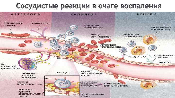 Патофизиология в картинках