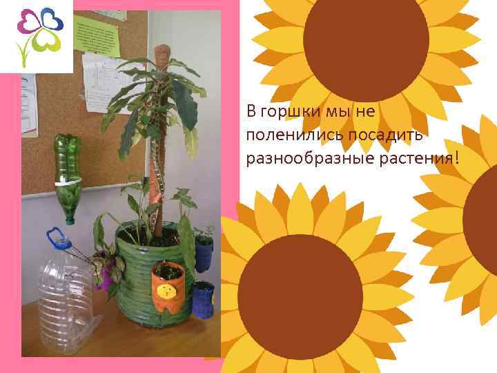 В горшки мы не поленились посадить разнообразные растения! 