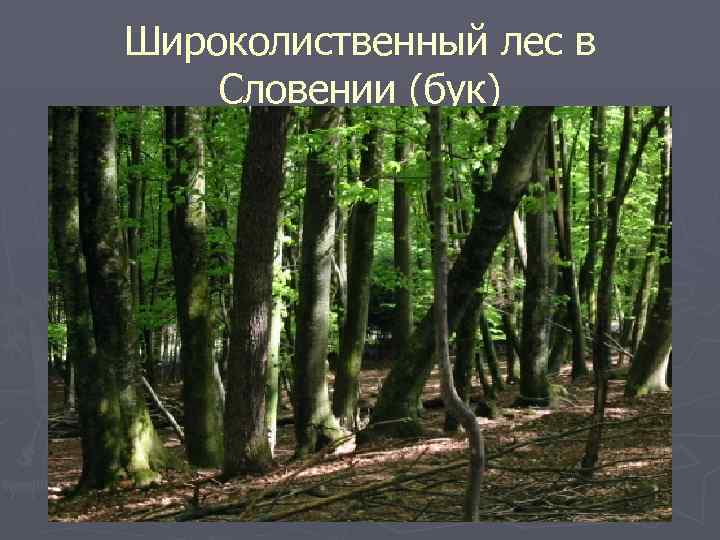 Широколиственный лес в Словении (бук) 