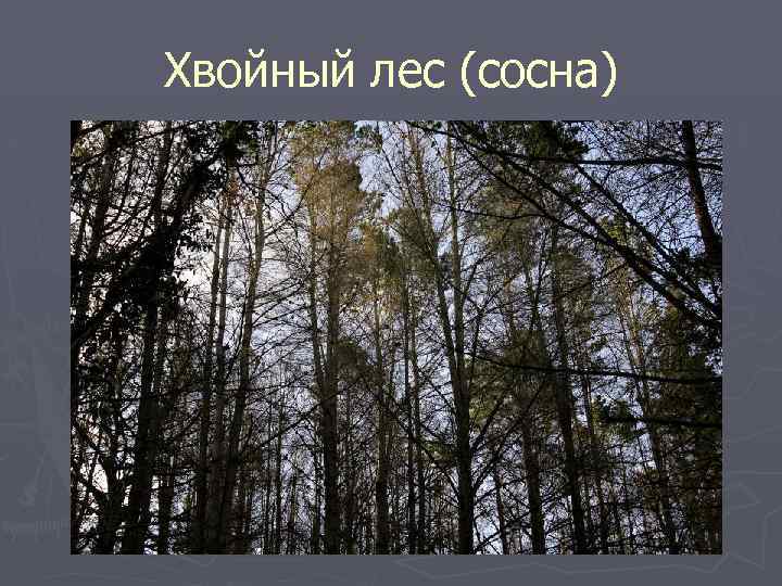 Хвойный лес (сосна) 