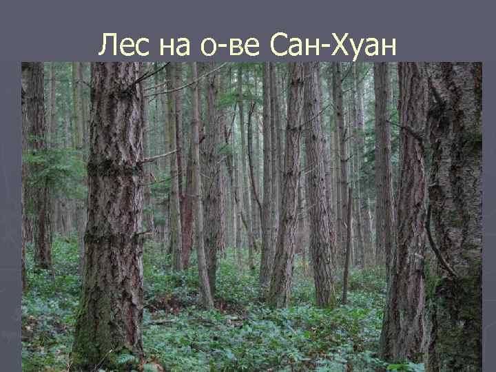 Лес на о-ве Сан-Хуан 