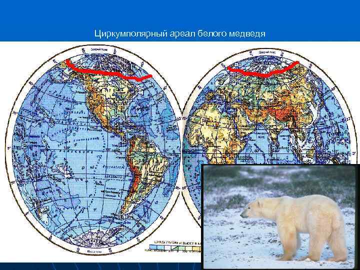 На территории какого государства обитает белый медведь. Ареал белых медведей на карте. Ареал обитания белого медведя на карте. Обитание белых медведей на карте России. Ареал обитания белых медведей.