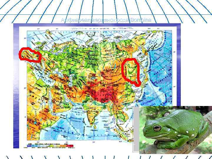 Амфиареал жерлянок рода Bombina 