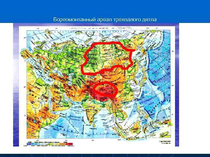 Бореомонтанный ареал трехпалого дятла 