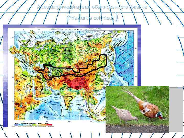 Фазан ареал. Обыкновенный фазан ареал обитания.