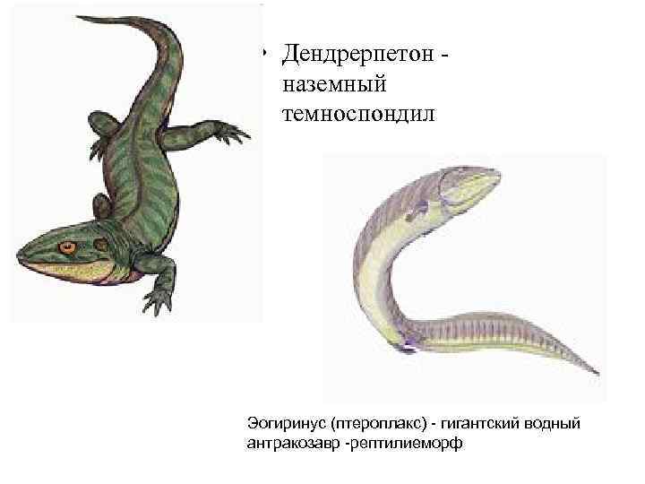  • Дендрерпетон наземный темноспондил Эогиринус (птероплакс) - гигантский водный антракозавр -рептилиеморф 