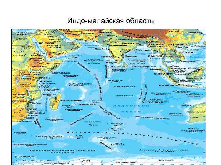 Индо-малайская область 